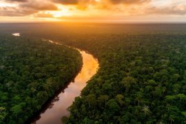 Quel est le prix du vol pour la Guyane : explorez les offres avantageuses