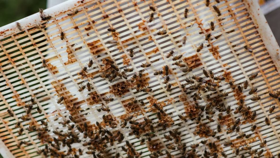 5 joyaux cachés de la gastronomie française à découvrir en 2026
