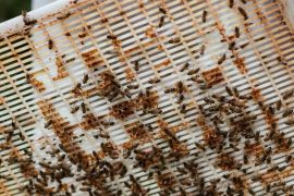 5 joyaux cachés de la gastronomie française à découvrir en 2026