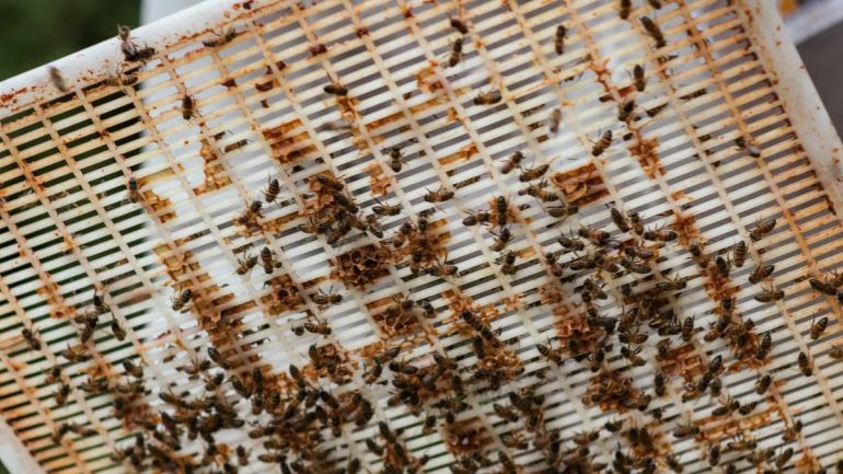 5 joyaux cachés de la gastronomie française à découvrir en 2026