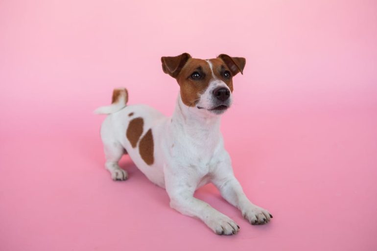 Les meilleures couches pour chiens