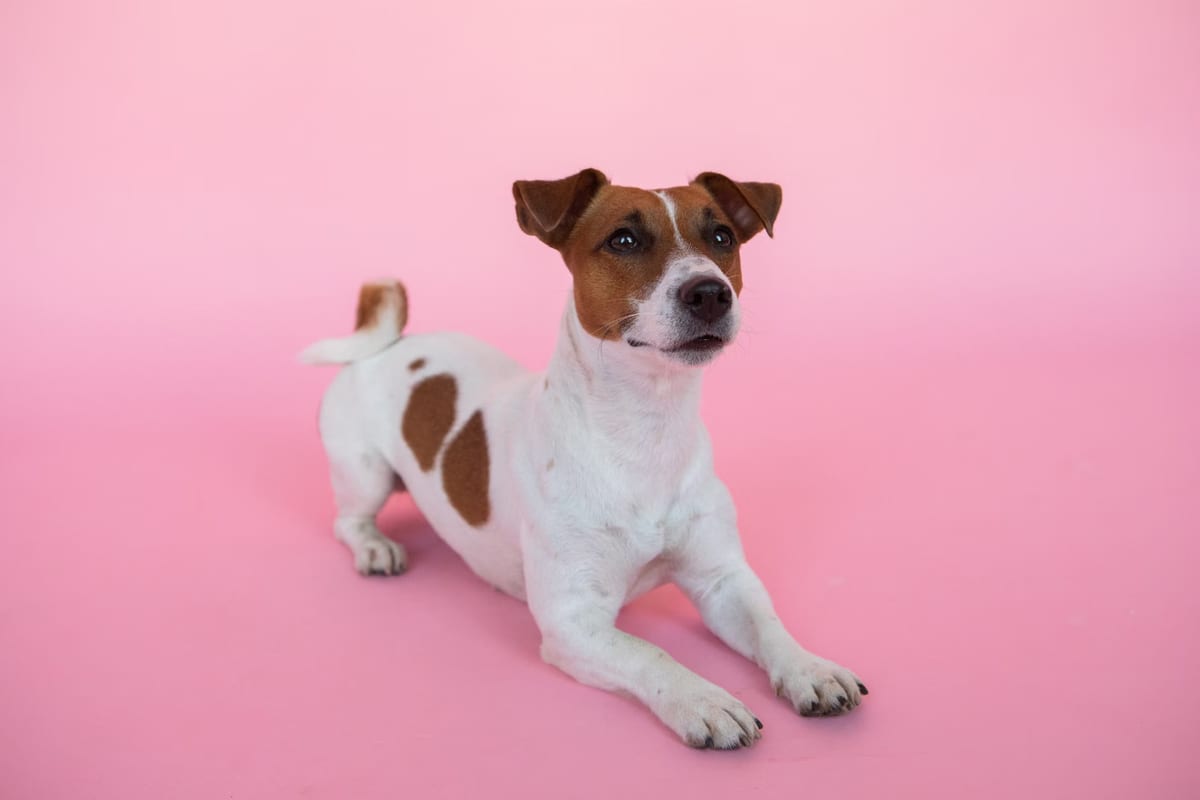 Les meilleures couches pour chiens