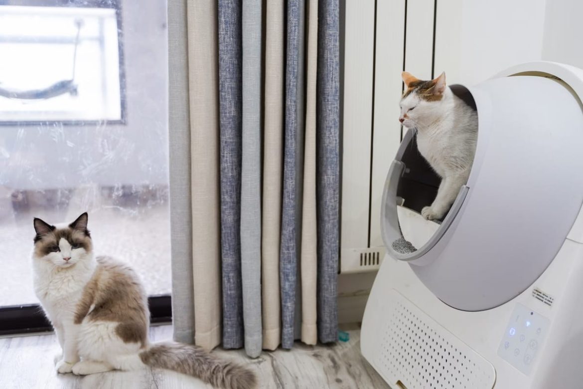Les meilleurs bacs à litière pour chats