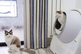 Les meilleurs bacs à litière pour chats